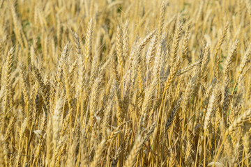 Mature wheat on the field. Spikelets of wheat. Harvest of grain.