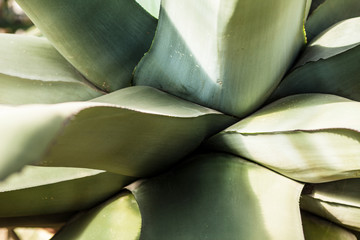 Very large green agave. Agave close up. Tropical plants.