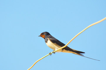 Swallows sitting on wires and rest against the blue sky. Swallow bird in natural habitat