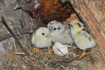 Newborn Chicks on the farm. One day old chicks