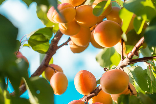 Fresh, organic, ripe apricots on the branch.