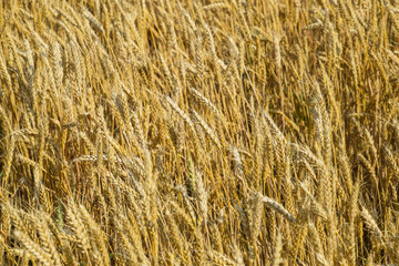 Mature wheat on the field. Spikelets of wheat. Harvest of grain.