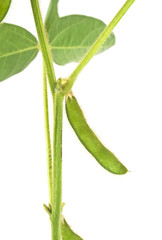 Green growing soybeans on a white background