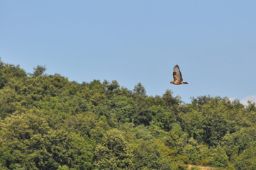 Fototapeta na wymiar Common buzzard, bird of prey in flight above the forest. Buteo buteo, common buzzard flying