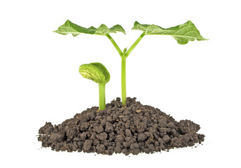 Young plants in ground over white background