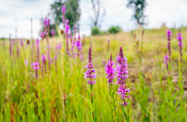 Flowering Lythrum salicaria or purple loosestrife in a marshy area