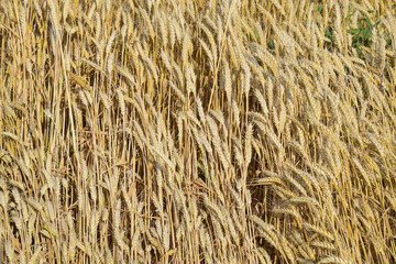 Mature wheat on the field. Spikelets of wheat. Harvest of grain.