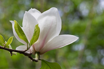 white Magnolia flower on a branch closeup