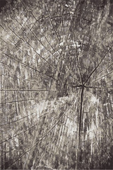 Vector grunge texture background.Natural wooden texture backdrop.