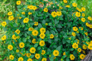 Beautiful yellow flowers in a wicker pot in the form of a shoe.