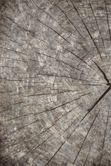 Vector grunge texture background.Natural wooden texture backdrop.