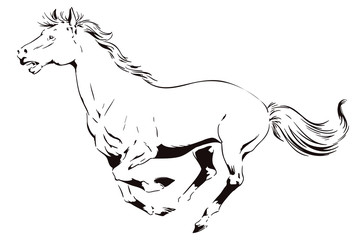 A galloping horse. Stock illustration.