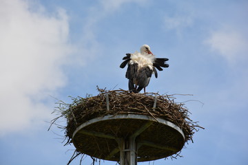 Nid de cigogne