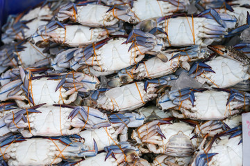 Crabs are sold in the Thai seafood market.