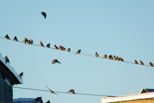many small birds sitting on wires