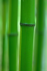 緑の竹林
