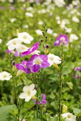 purple asystasia gangetica flower in nature garden