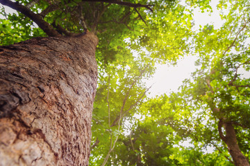 wood bark and Abstract blur Bokeh.