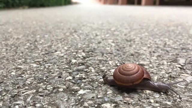 The snail on the floor, Time lapse of Snail and close up of Snail, Video time lapse of gastropod