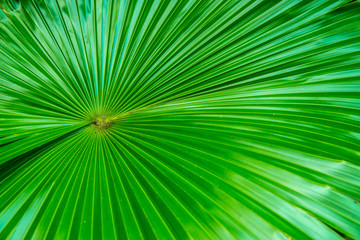 Closeup of livistona palm leaves in a garden,Green palm leaf close-up background