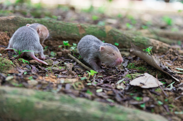 Little bamboo rat walking.