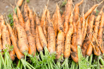 Hand picked bunch of fresh dirt orange carrots backgrounds