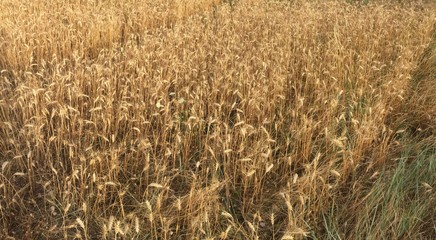 Champs de bl&eacute; 