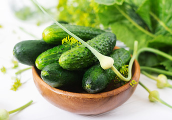 Preparation pickled marinated cucumbers, herbs and salt.