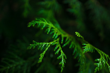 Green thuja bush in the garden. Shallow depth of field.