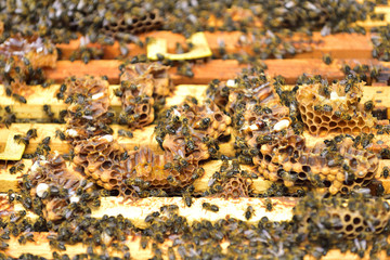 Bees on the combs of a division board a hive.