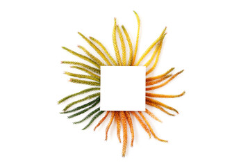 green and yellow fir branches in round shape with white square mockup.