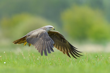 On the fly spring/Black Kite
