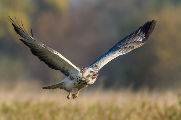 Flight over the meadow/Common Buzzard