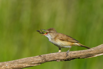 In the morning sunshine is the summer season/Great Reed-Warbler 