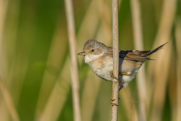 In the morning sunshine is the summer season/Common Whitethroat 