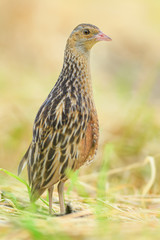 In the morning sunshine is the summer season/Corn Crake