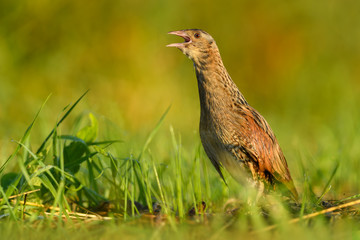 In the morning sunshine is the summer season/Corn Crake