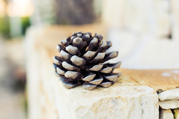 Pine Cone Close-up