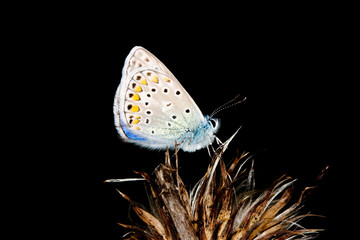 papillon bleu sur fond noir