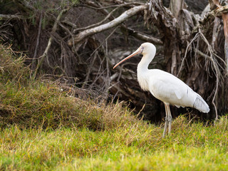 Yellow-Billed Spoonbill