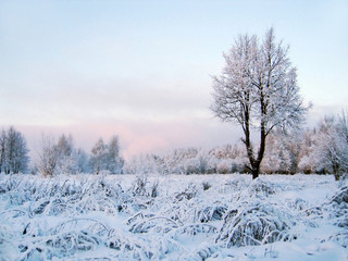 Winter scenery with tree