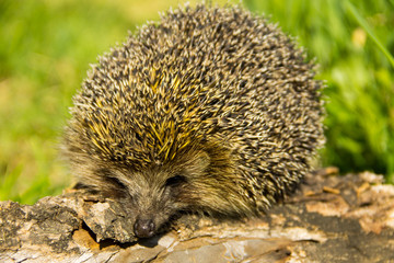 Young prickly hedgehog on the log