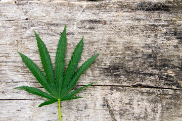 Naklejka premium Green cannabis leaf on wooden background