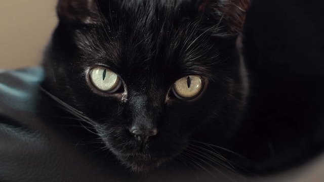 Portrait of a beautiful black cat with deep yellow eyes.