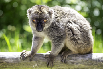 Ein Affe sitzt auf einem Stamm