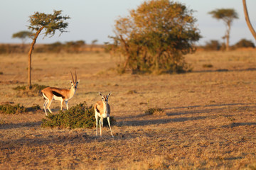 Thomson's Gazelle