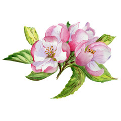 Wildflower apple flower in a watercolor style isolated. Full name of the plant: blooming apple tree. Aquarelle wild flower for background, texture, wrapper pattern, frame or border.