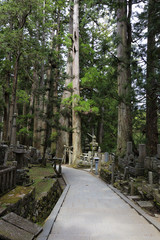 A path through the Okunoin ancient Buddhist cemetery in Koyasan, Japan.
