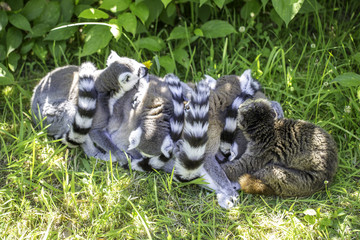 Gruppe kuschelnder Lemuren im Gras