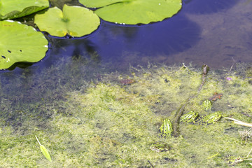 Frösche in einem Teich mit Seerosen